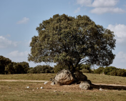 old cork tree standing alone in a field with large rocks stacked around its trunk