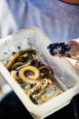 container of sand worms