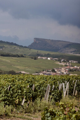 vineyards on a hillside with the rock of Solutré in the background