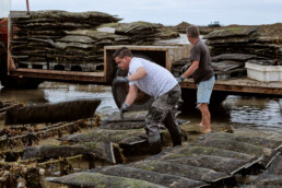 oyster farmers harvesting oysters