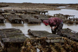 oyster farmers repairing nets in front of the coast of blainville-sur-mer