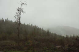 misty valley and pine trees in the foreground